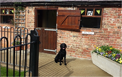 Relaxing on the terrace at Derrings Kennels